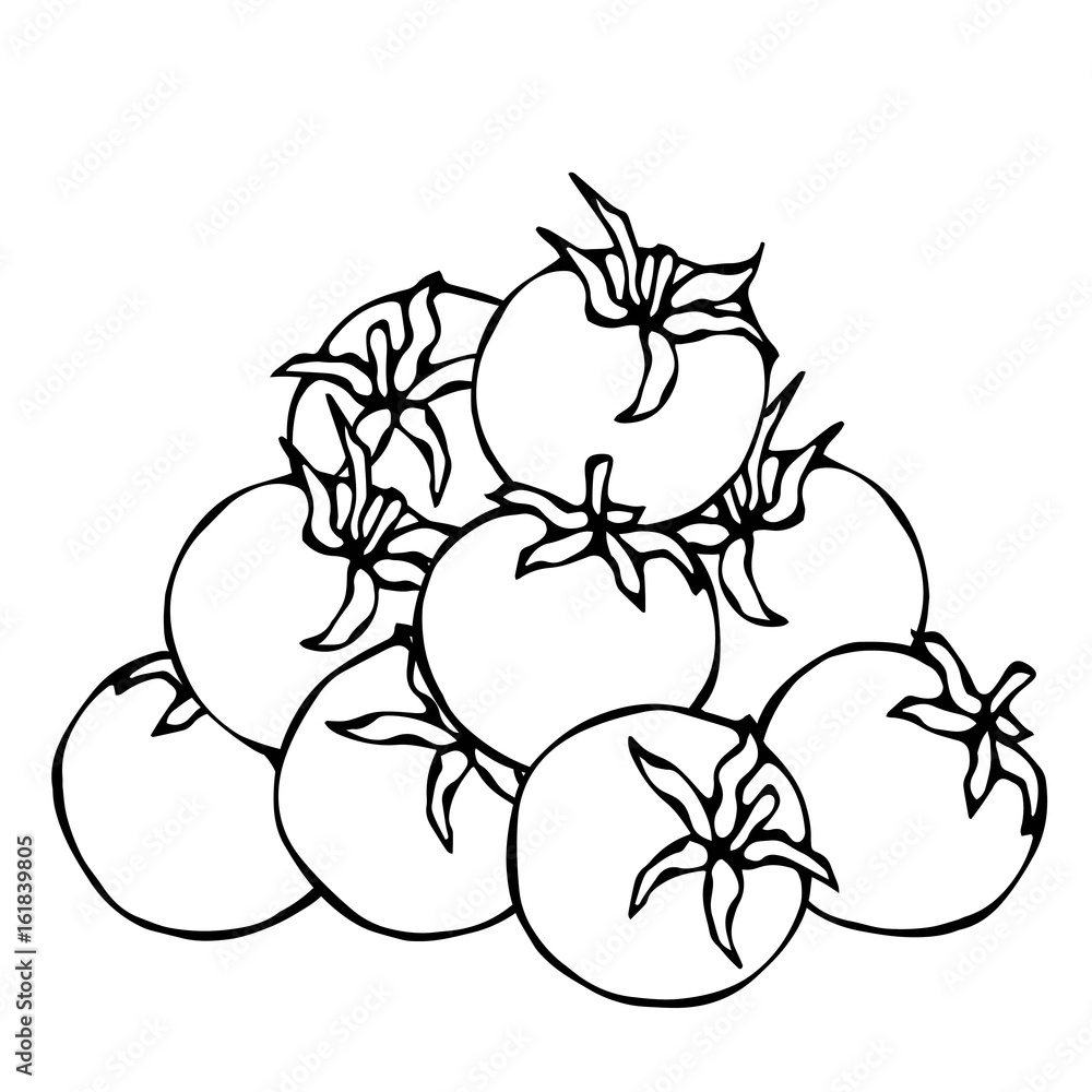 A Bunch of Red Fresh Ripe Cherry Tomatoes. Isolated On a White Background. Realistic and Doodle Style Hand Drawn Sketch Vector Illustration. A Bunch of Red Fresh Ripe Cherry Tomatoes. Isolated On a White Background. Realistic and Doodle Style Hand Drawn Sketch Vector Illustration.