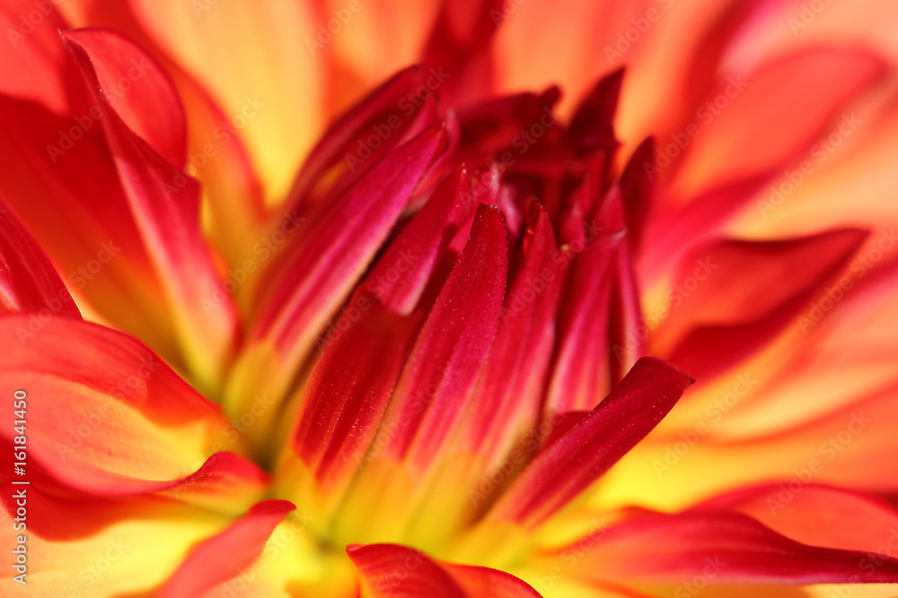 Gros paln d'un dahlia cactus