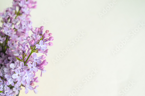 Macro image of spring lilac violet flowers on white. Abstract soft floral background