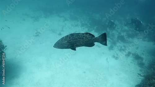 Big grupper floats near bottom on the coral reef in the caribbean sea photo