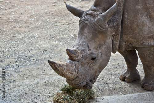 white  rhinoceros