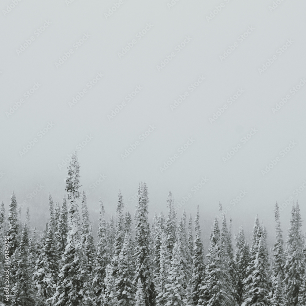 Obraz premium forest