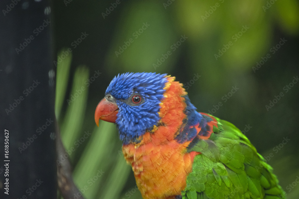 red collared lorikeet