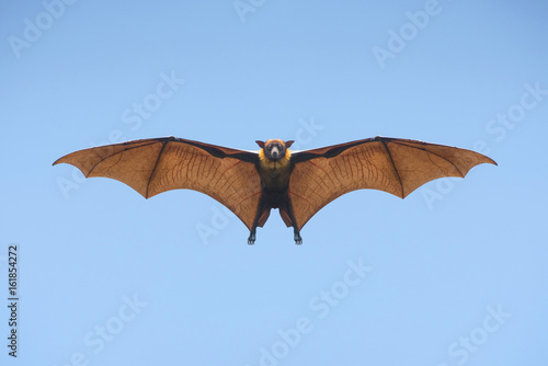 Bat flying on blue sly 
