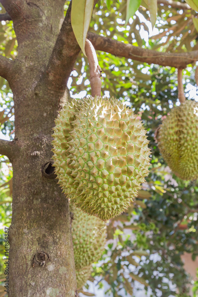 Durian (Durio zibethinus) king of tropical fruits hanging on brunch tree in the garden Durian (Durio zibethinus) king of tropical fruits hanging on brunch tree in the garden