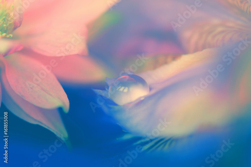 Flowers and water drop