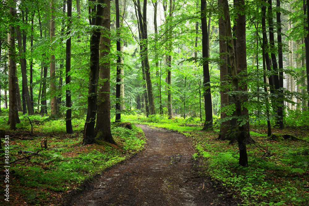 Fototapeta premium A path through green beech forest with mist, Herford, Germany