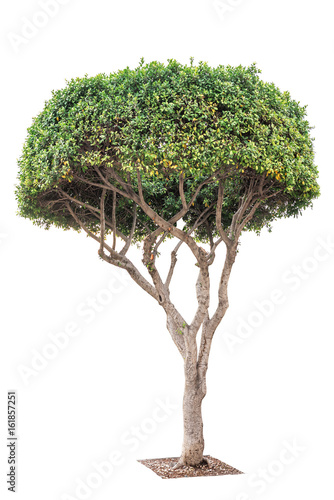 exotic decorative tree
