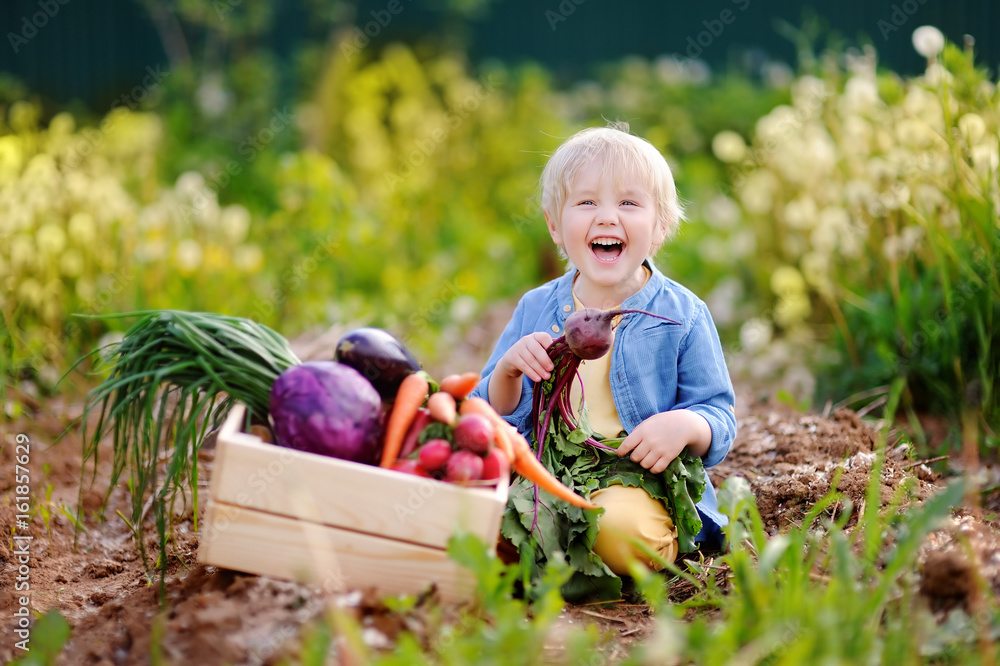 Cute little boy holding fresh organic beet in domestic garden - obrazy, fototapety, plakaty 