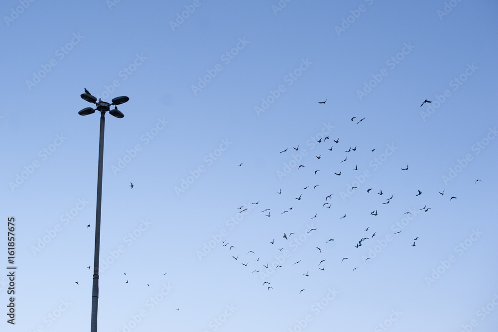 Obraz premium pigeons