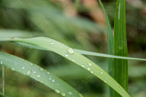 Dew on the flower leaf