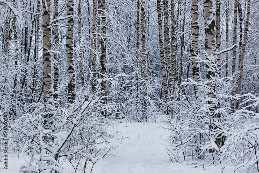 Fototapeta premium winter forest covered snow