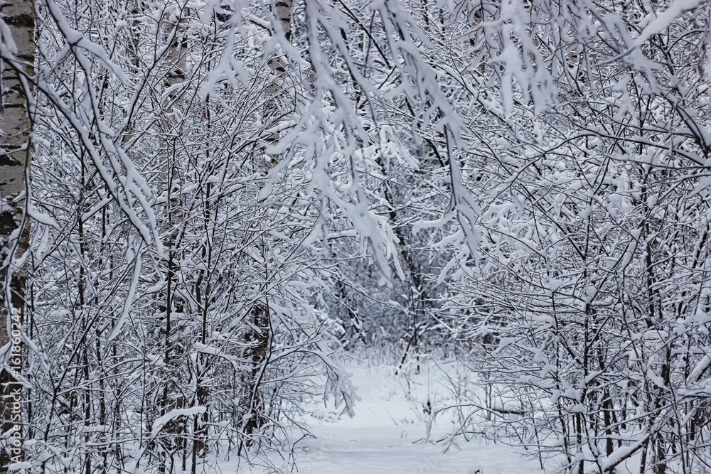 Fototapeta premium winter forest covered snow