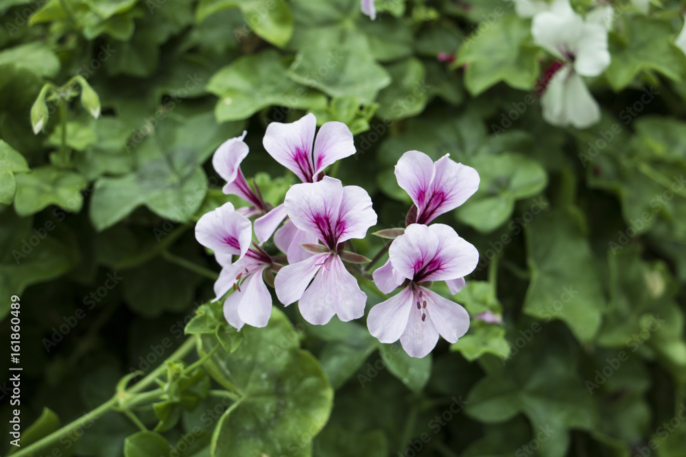 Colorful flower garden on holiday, background nature