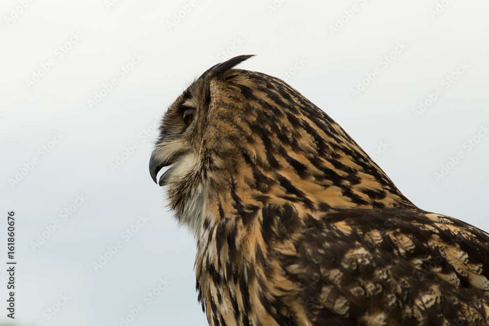 Obraz premium Eurasian Eagle owl