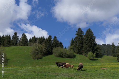 Im Allgäu