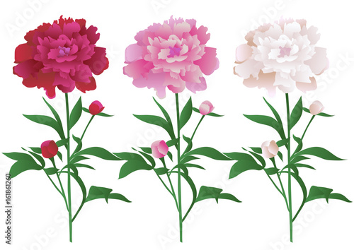 Vector illustration with beautiful peony flowers