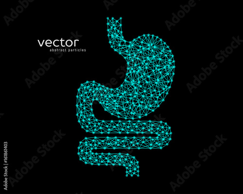 Abstract vector illustration of human stomach.