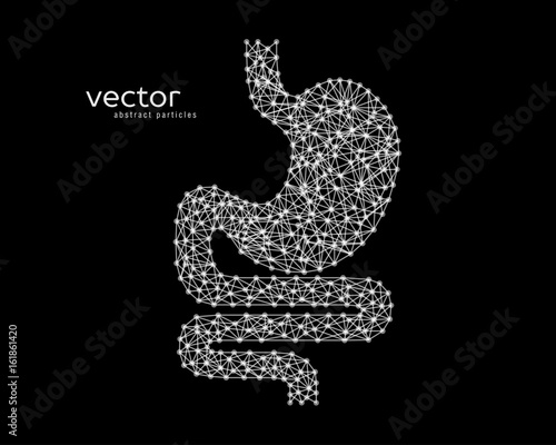 Abstract vector illustration of human stomach.