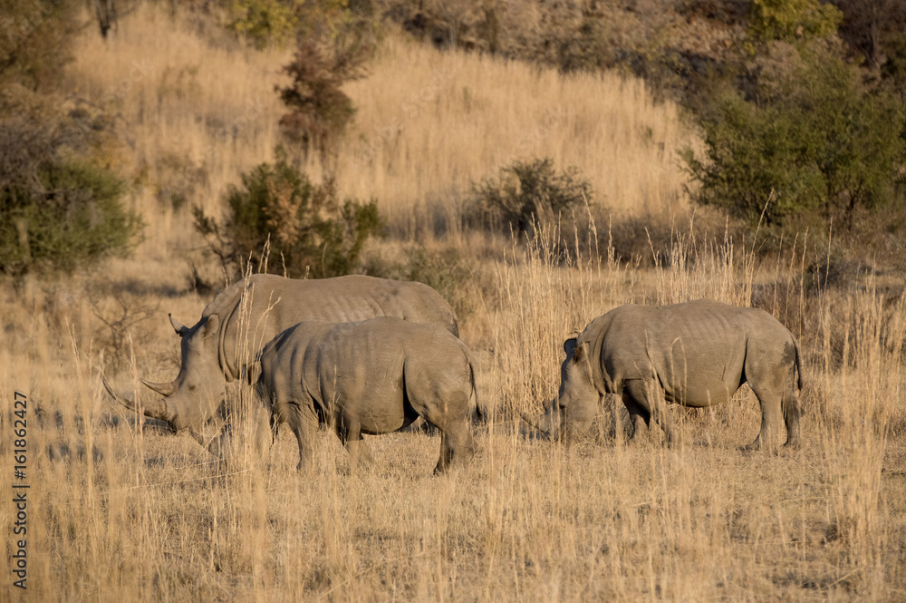 Fototapeta premium Rhinos