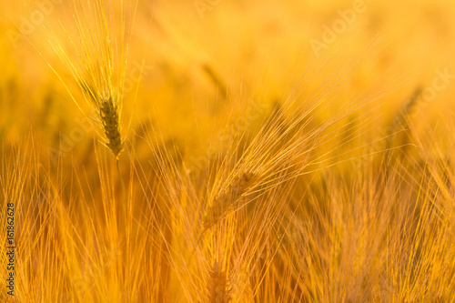 Amazing magic golden sunlight on field of wheat. Wheat crop sways on the field with golden sunlight closeup.