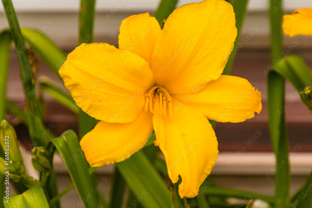 Fototapeta premium yellow lily in the exclusive lily garden