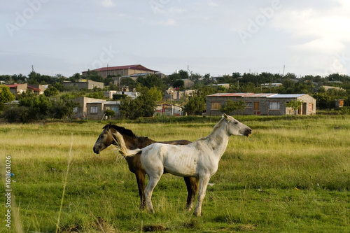 horses