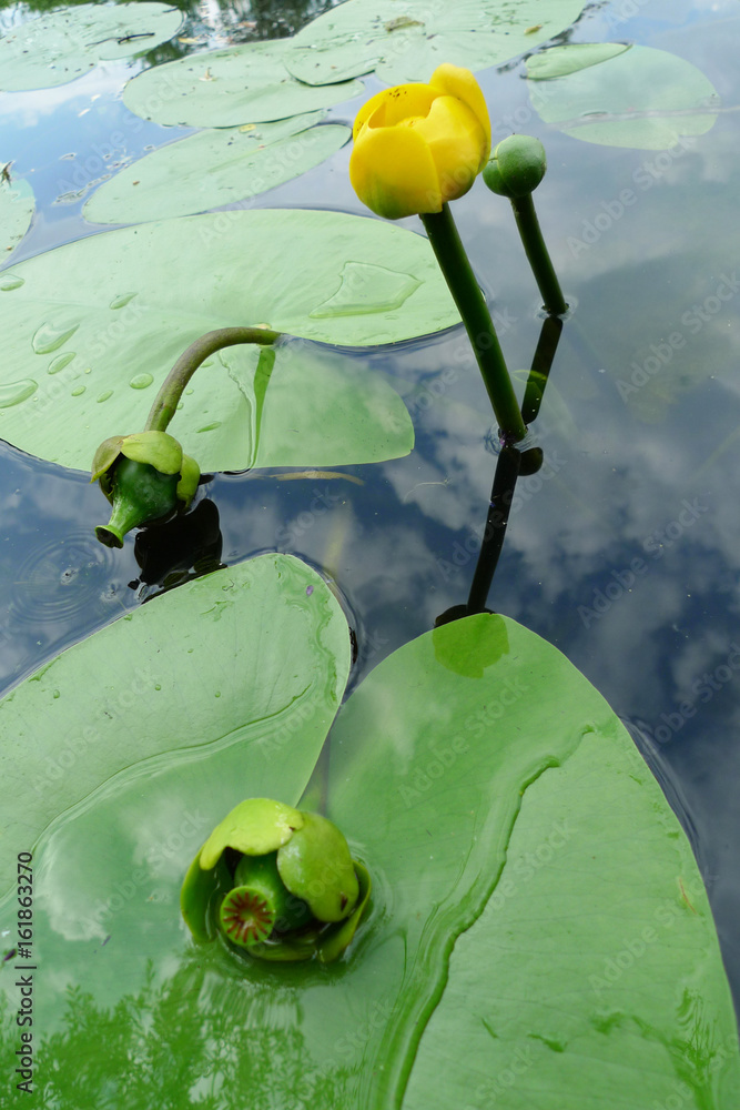 Flovers nuphar lutea (water-lily, brandy-bottle, cow lily) on a lake.