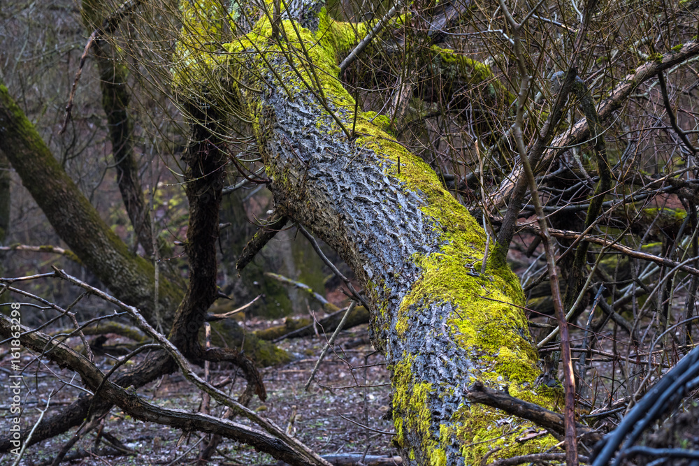 Naklejka premium Curved tree trunk covered by moss 
