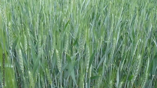 Background of young wheat in the field swaying from the wind - 41s. Green ears of wheat in the field, video without sound can be looped photo