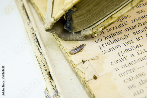 Pest books and newspapers. Insect feeding on paper - silverfish photo