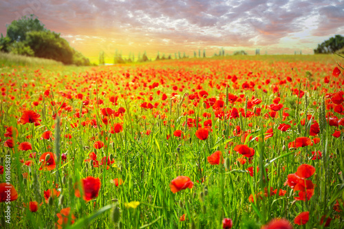 Fototapeta Naklejka Na Ścianę i Meble -  Blossom poppy flowers on the meadow