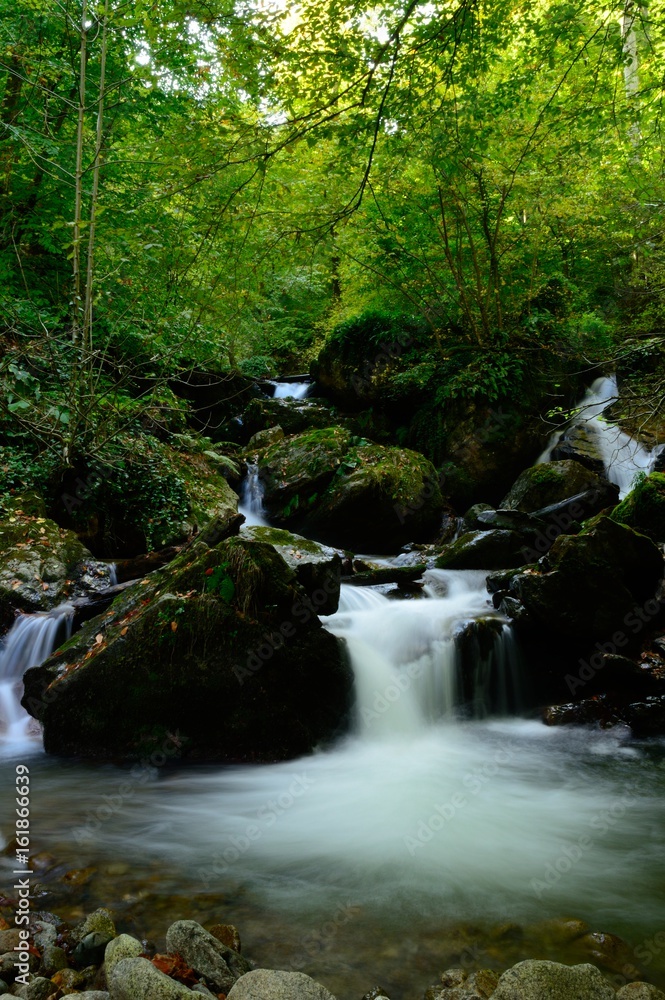 Wonderful view of a lovely river across the forest