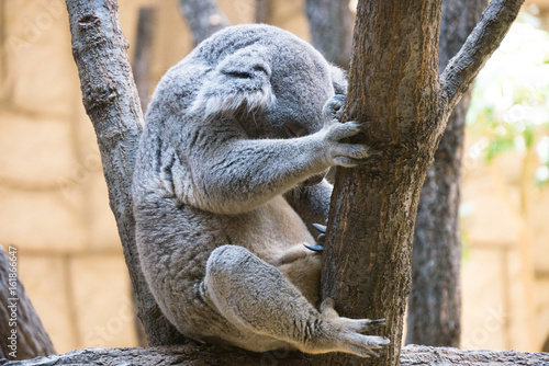 Koala sleeping while clinging to the tree