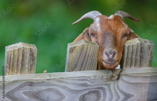 Goofy goat photo