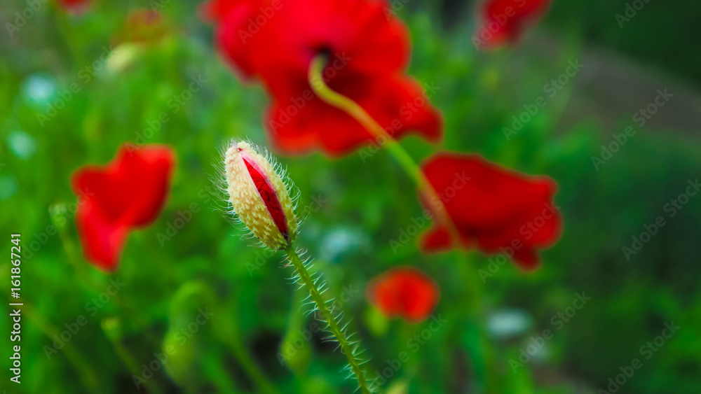 Beautiful poppy flowers on the meadow, mountain nature, summertime. Photo depicts red poppies, colorful meadow flowers, growing in the green grass. Close up, macro view. Beautiful poppy flowers on the meadow, mountain nature, summertime. Photo depicts red poppies, colorful meadow flowers, growing in the green grass. Close up, macro view.