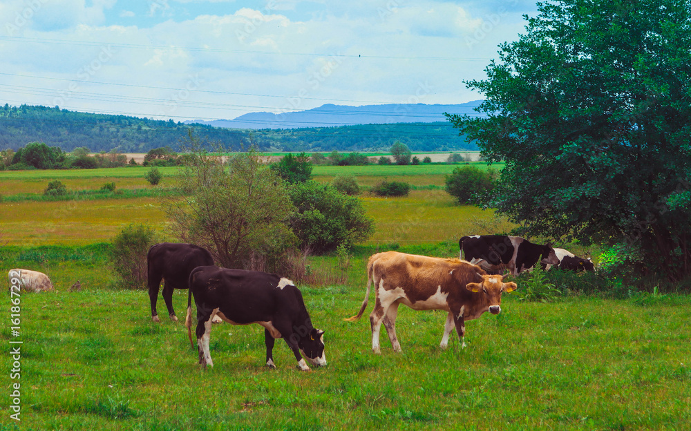 Photo depicting a milky brown lovely herd of cows are graze on a green grass in a mountain peaceful landscape. Healthy food farming concept. Photo depicting a milky brown lovely herd of cows are graze on a green grass in a mountain peaceful landscape. Healthy food farming concept.