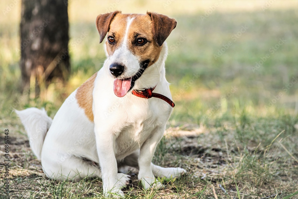Jack Russell Terrier dog sitting on grass in summer day Jack Russell Terrier dog sitting on grass in summer day