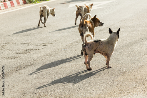 Group of Thai dogs running on street