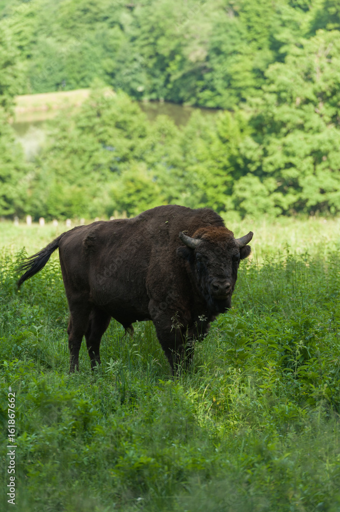 Zimbru - European Bison