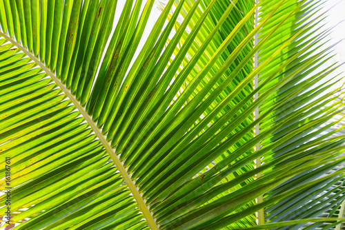 Coconut leaf