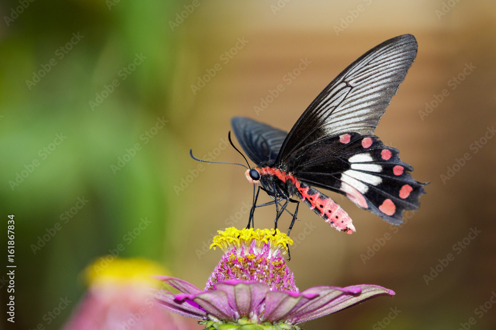 Naklejka premium Image of Common Rose Butterfly on nature background. Insect Animal (Pachliopta aristolochiae goniopeltis Rothschild, 1908)