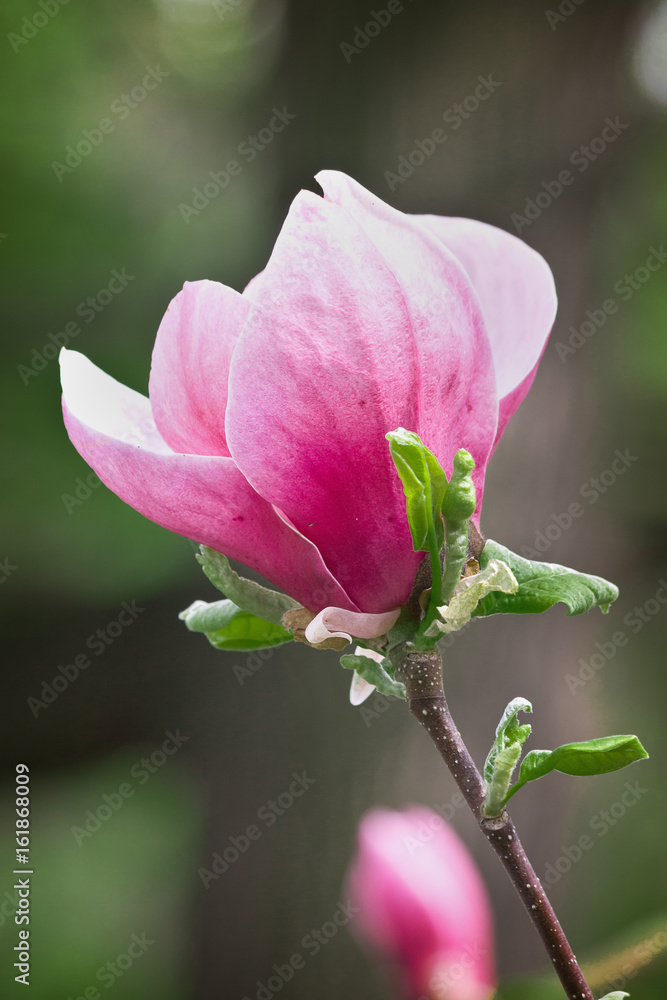pink magnolia flower on a branch closeup pink magnolia flower on a branch closeup