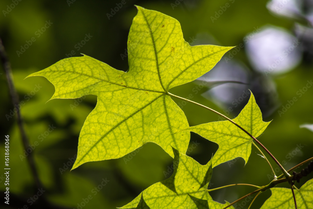 Young maple leaf during spring Young maple leaf during spring