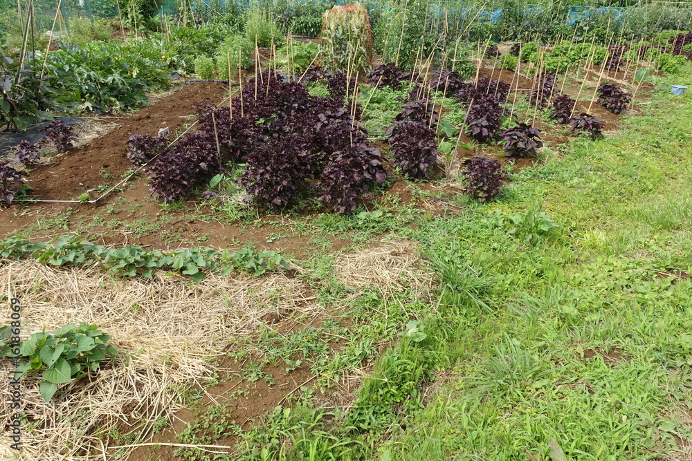 Obraz premium ６月の菜園