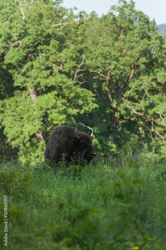 Zimbru - European Bison