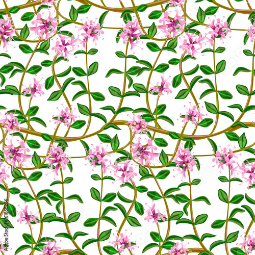 Flowering fresh thyme. seamless pattern