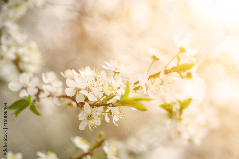 Blossoming of cherry flowers in spring time, natural seasonal sunny vintage hipster background