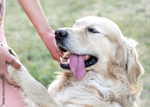 Happy big dog Golden retriever with big smile and a tongue hanging out giving a paw to its owner outdooor at sunner day photo