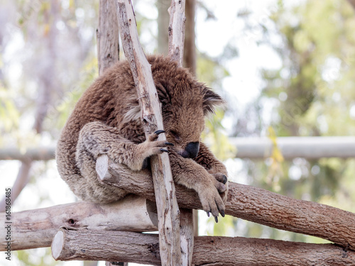 Fototapeta Naklejka Na Ścianę i Meble -  Koala  sleeps on felled trees in Gan Guru kangaroo park in Kibutz Nir David in Israel